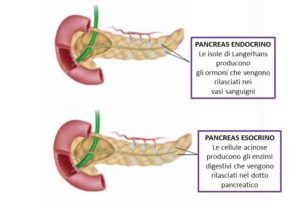 Pancreas endocrino ed esocrino